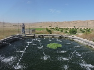 پرورش ماهیان گرمابی در استخر&zwnj;های ذخیره کشاورزی لارستان