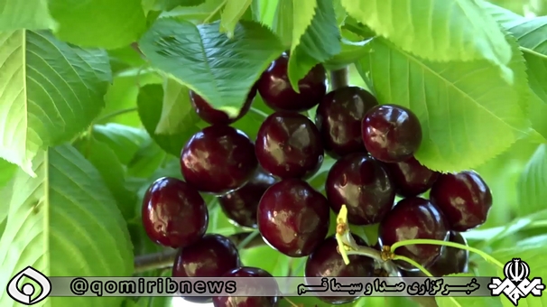 آغاز برداشت گیلاس از سطح باغ&zwnj;های استان قم