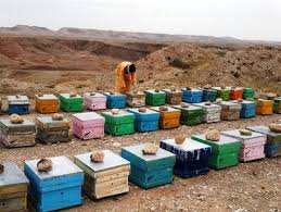 کام شیرین زنبورداران ارسنجانی کام شیرین زنبورداران ارسنجانی