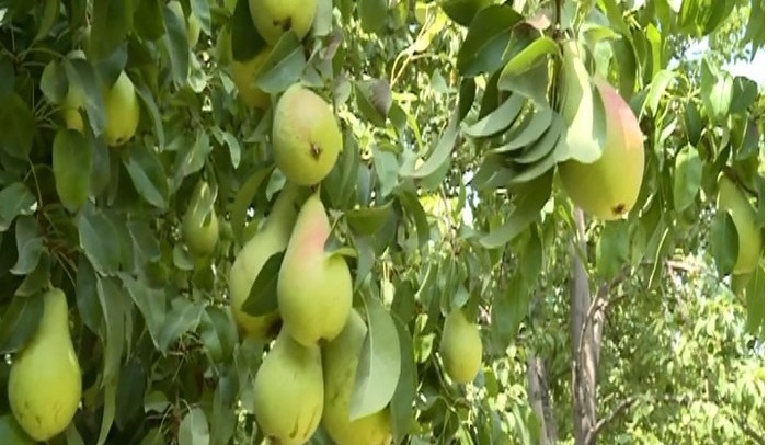 تولید ۳ هزار و ۵۰۰ تن گلابی در استان کرمان تولید ۳ هزار و ۵۰۰ تن گلابی در استان کرمان