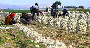 پیاز سفید مرودشت درراه بازار پیاز سفید مرودشت درراه بازار