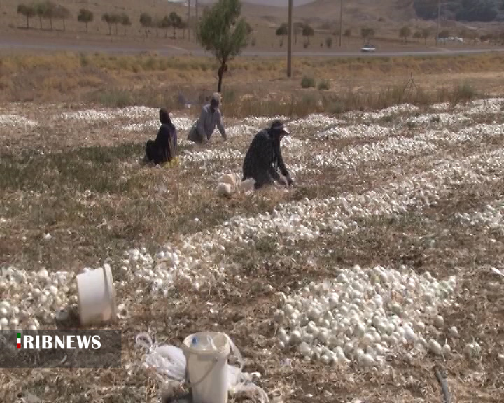 افزایش ۲۰ درصدی تولید پیاز در شهرستان بن + فیلم افزایش ۲۰ درصدی تولید پیاز در شهرستان بن + فیلم