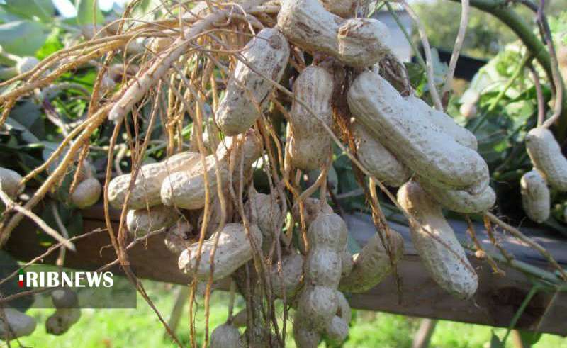 بادام هم در کوزه افتاد. بادام هم در کوزه افتاد.