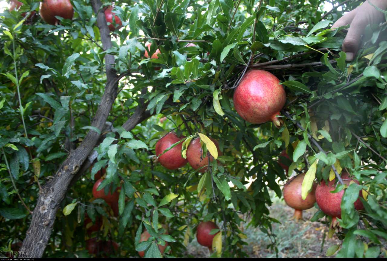 افزایش ۱۰درصدی یاقوت سرخ در باغ های مازندران