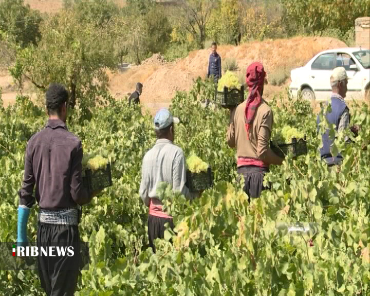 برداشت انگور از تاکستان‌های چهارمحال و بختیاری