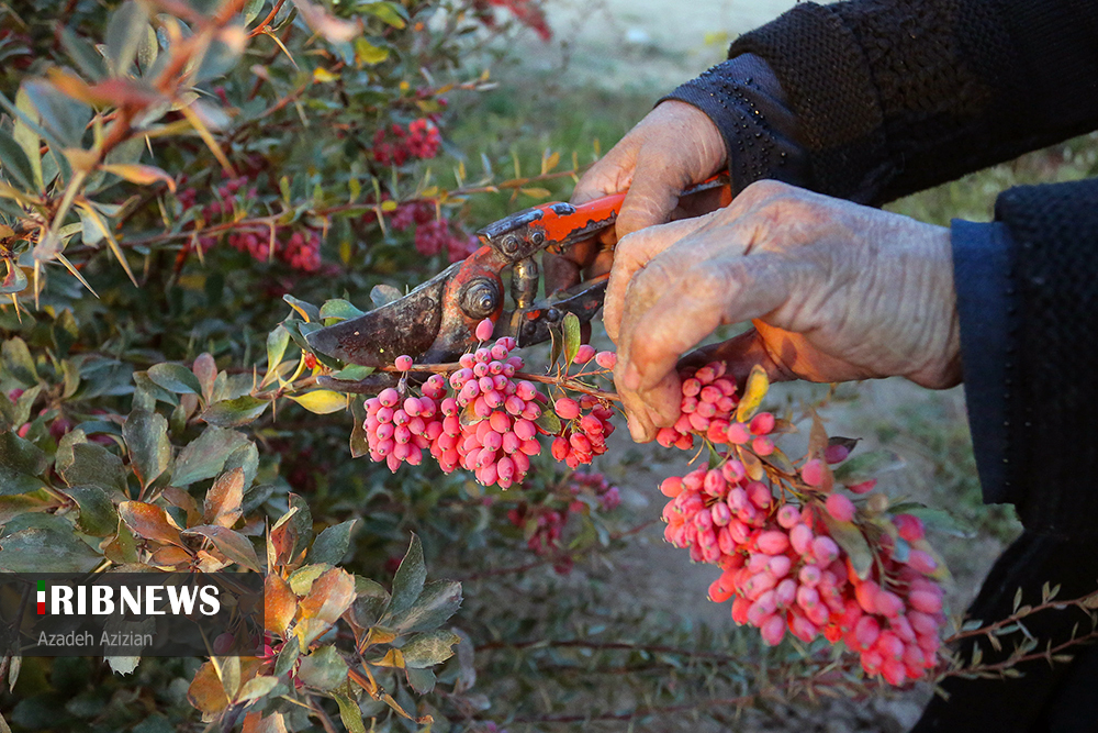 اقتصاد به روایت تصاویر 7 آبان ۹۹