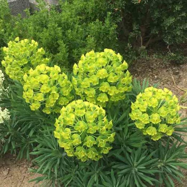 درمان زگیل، میخچه و پینه دست و پا با ۴ گیاه نام آشنا درمان زگیل، میخچه و پینه دست و پا با ۴ گیاه نام آشنا