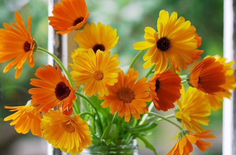 درمان زگیل، میخچه و پینه دست و پا با ۴ گیاه نام آشنا درمان زگیل، میخچه و پینه دست و پا با ۴ گیاه نام آشنا