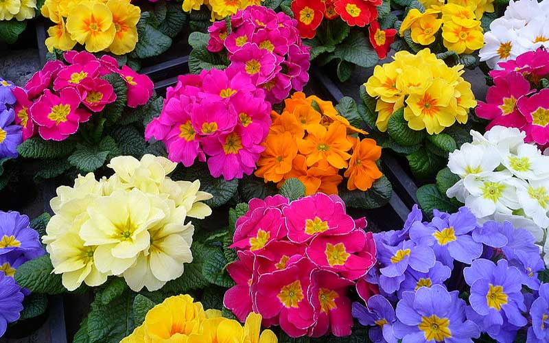گلهای مناسب عید نوروز با حال و هوای بهاری گلهای مناسب عید نوروز با حال و هوای بهاری