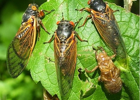 زنجره‌ها گونه ای عجیب از حشرات