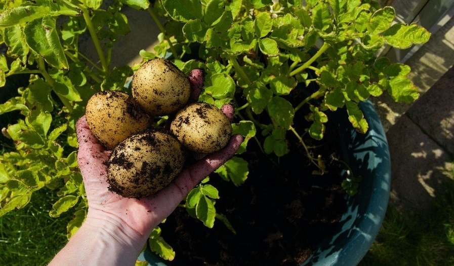 باغچه‌ خود را با گیاهان بین‌المللی بکارید!