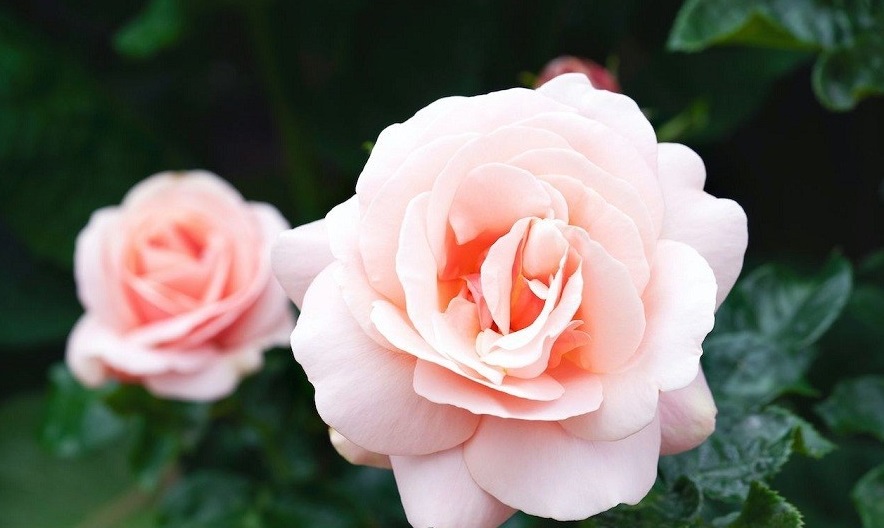 باغچه‌ خود را با گیاهان بین‌المللی بکارید!