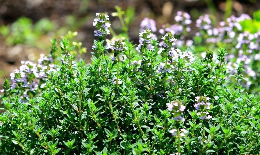 باغچه‌ خود را با گیاهان بین‌المللی بکارید!