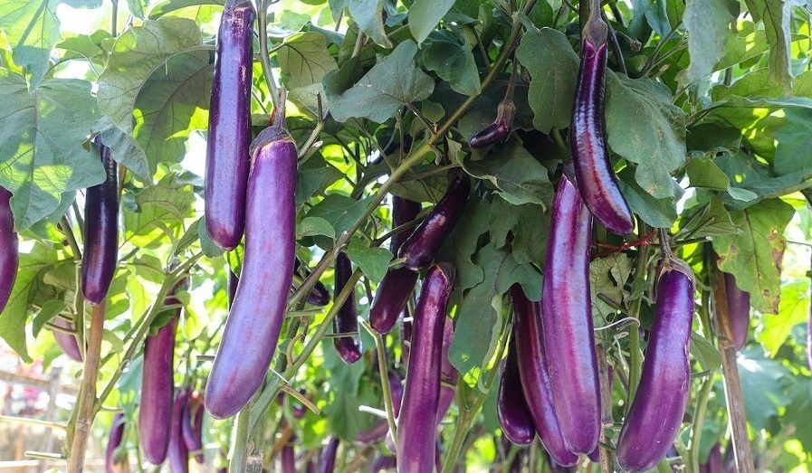 باغچه‌ خود را با گیاهان بین‌المللی بکارید!