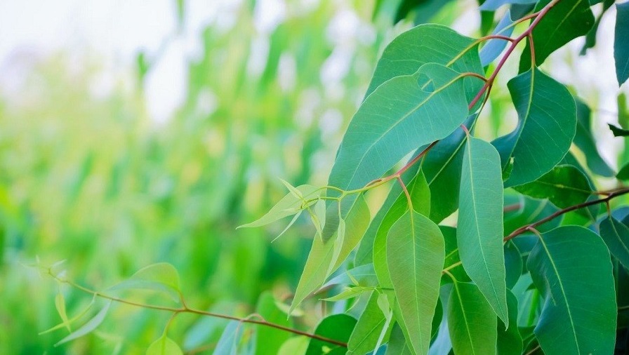 باغچه‌ خود را با گیاهان بین‌المللی بکارید!
