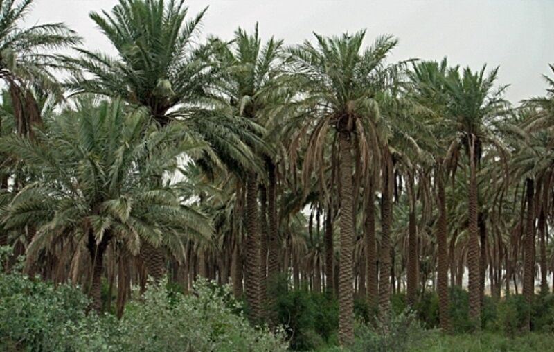 ۳۱اردیبهشت ماه  آخرین فرصت بیمه نخیلات خوزستان