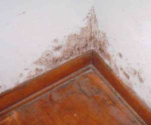 نحوه رفع کپک دیوار خانه نحوه رفع کپک دیوار خانه