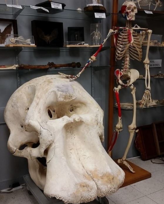 چیزهایی که بزرگتر از آنچه تصور میکنید هستند چیزهایی که بزرگتر از آنچه تصور میکنید هستند