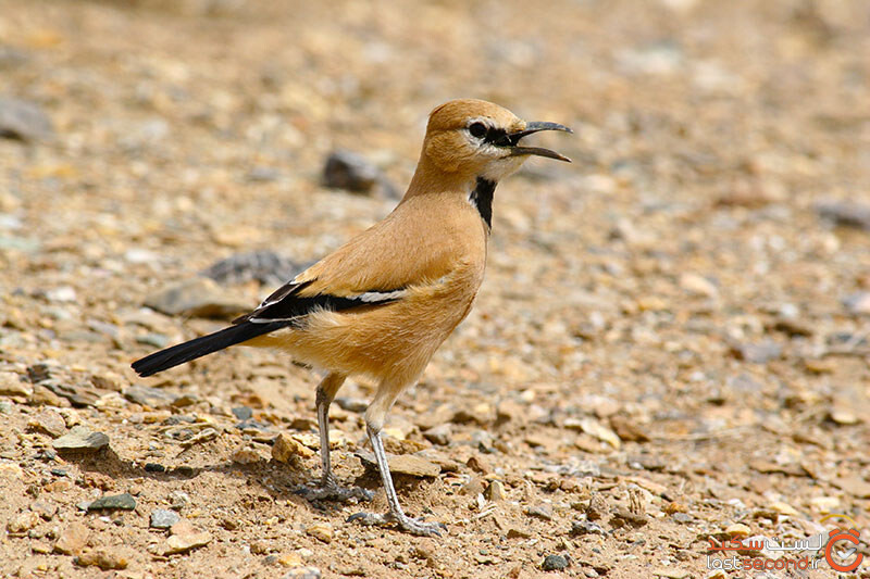 زاغ بور؛ پرنده بومی و جواهر کویر ایران