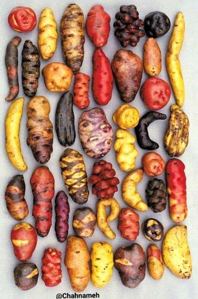 سیب زمینی‌هایی که تابحال ندیده اید +عکس