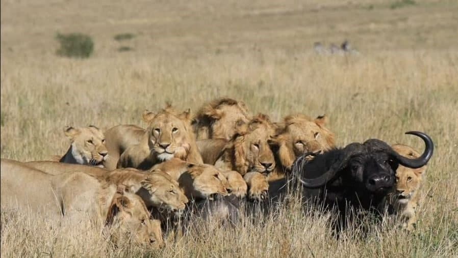 حمله گروهی شیر‌ها به یک بوفالو