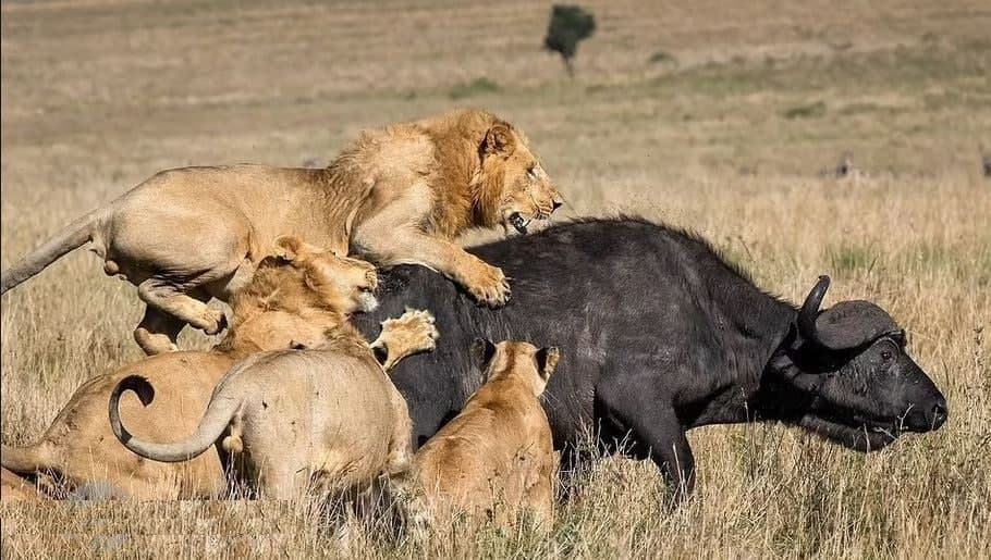 حمله گروهی شیر‌ها به یک بوفالو