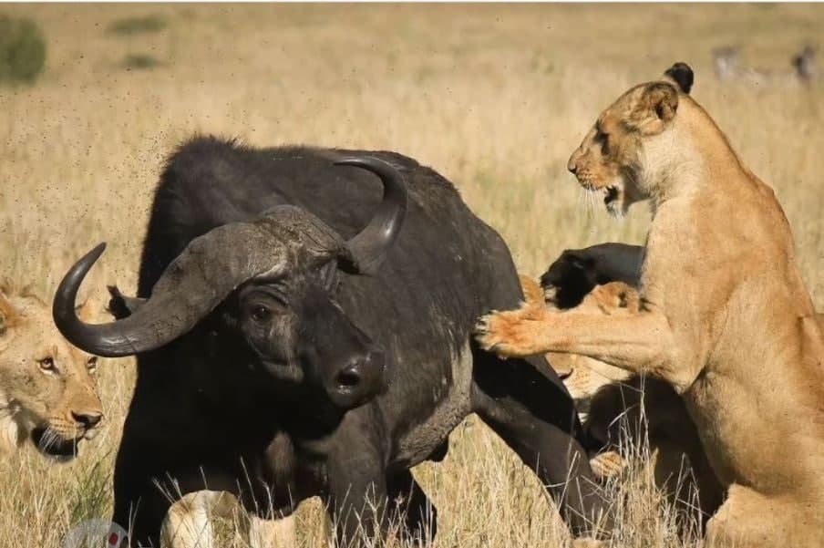 حمله گروهی شیر‌ها به یک بوفالو