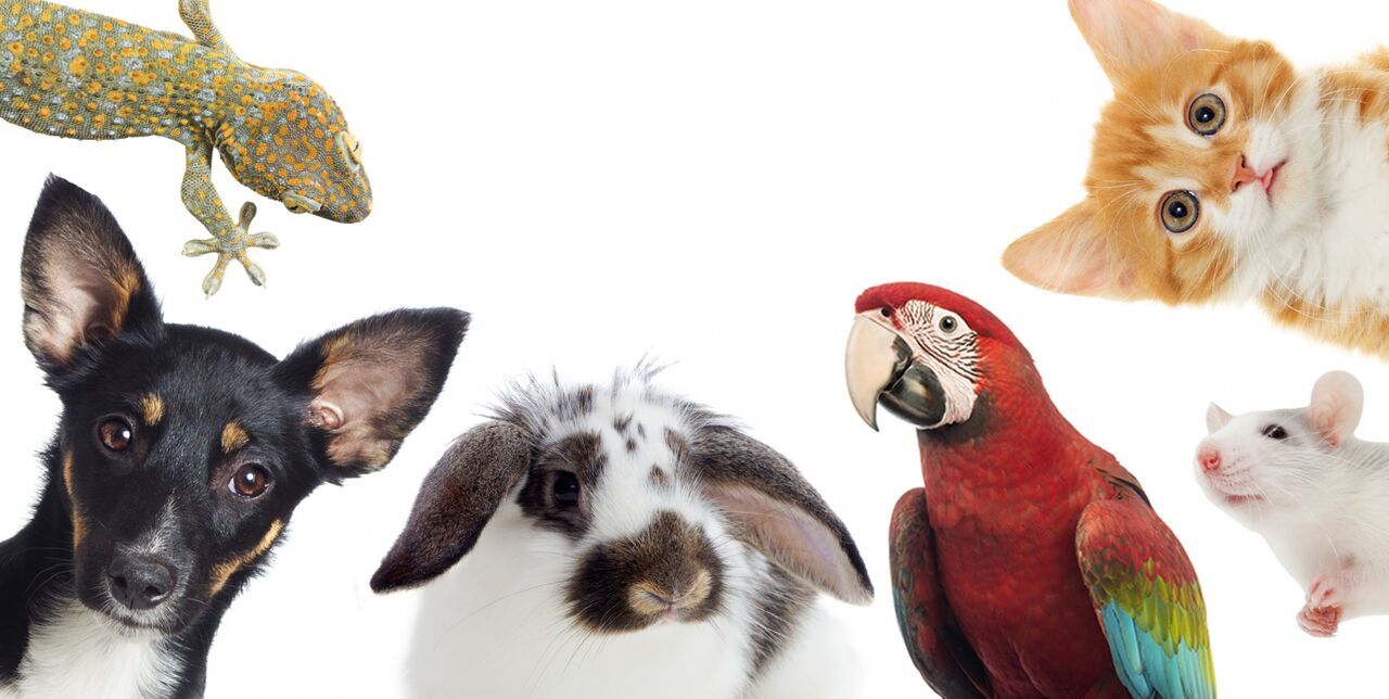 خطرات مواد استریل‌کننده برای حیوانات