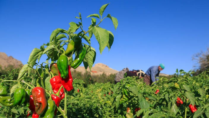 فلفل قرمز ایرانی در دام خام فروشی فلفل قرمز ایرانی در دام خام فروشی