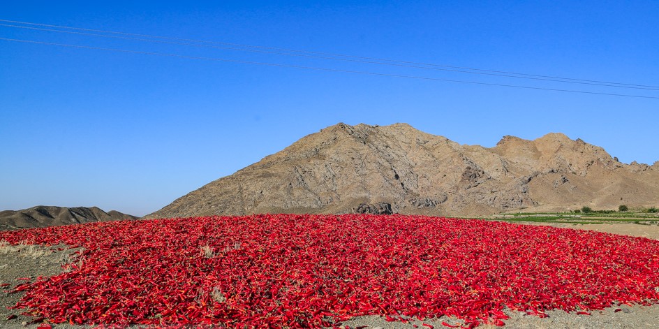 فلفل قرمز ایرانی در دام خام فروشی فلفل قرمز ایرانی در دام خام فروشی