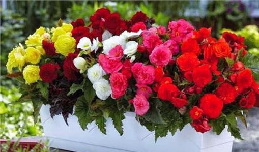 نگهداری از گیاهان در فصل بهار