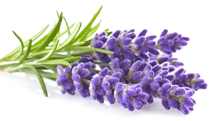 گیاهانی که در درمان تپش قلب موثرند گیاهانی که در درمان تپش قلب موثرند