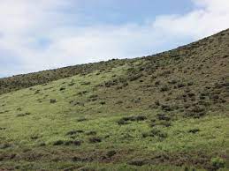 حیات دوباره مراتع با بارش های مناسب