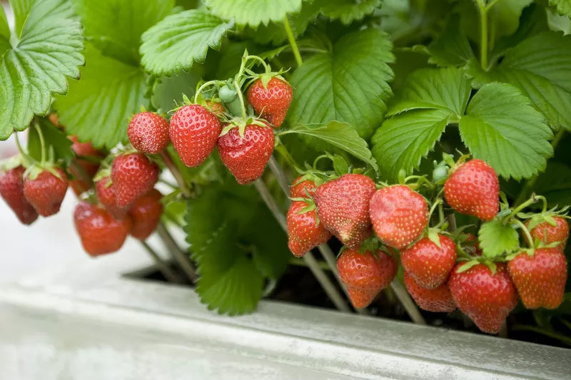 کاشت و پرورش توت فرنگی داخل گلدان