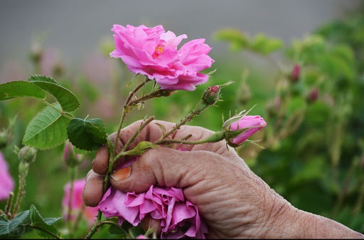 معطرترین گل دنیا با خواص اعجاب آور/گل محمدی با رایحه اشتغالزایی در آذربایجان غربی