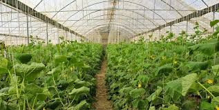 فعالیت 220 واحد گلخانه در آذربایجانغربی