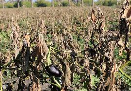 هشدار جهاد کشاورزی آذربایجانغربی درباره سرمازدگی محصولات کشاورزی هشدار جهاد کشاورزی آذربایجانغربی درباره سرمازدگی محصولات کشاورزی