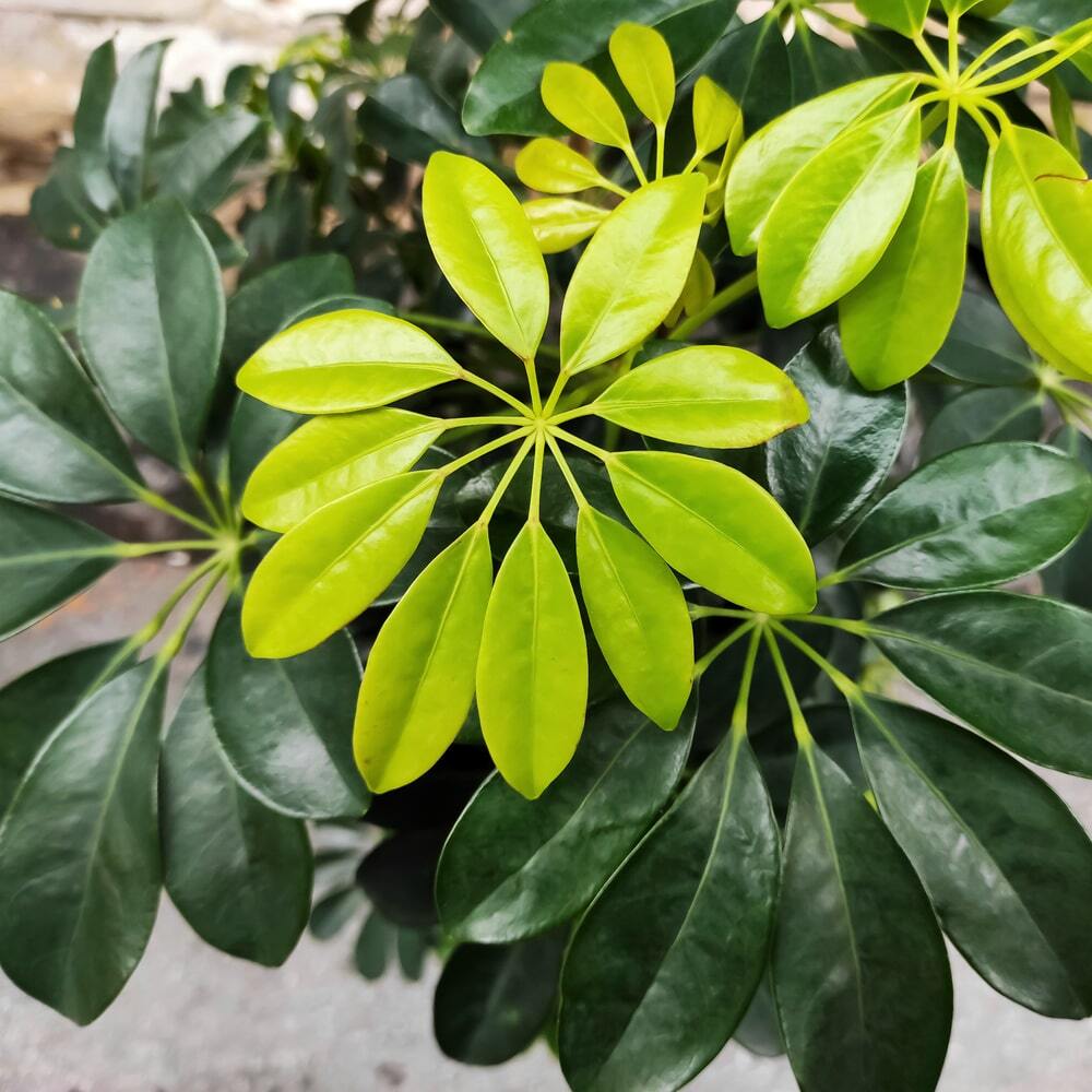 شفلرا را به خانه بیاورید