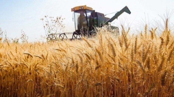 پیش‌بینی افزایش ۶۰ درصدی تولید گندم در لرستان