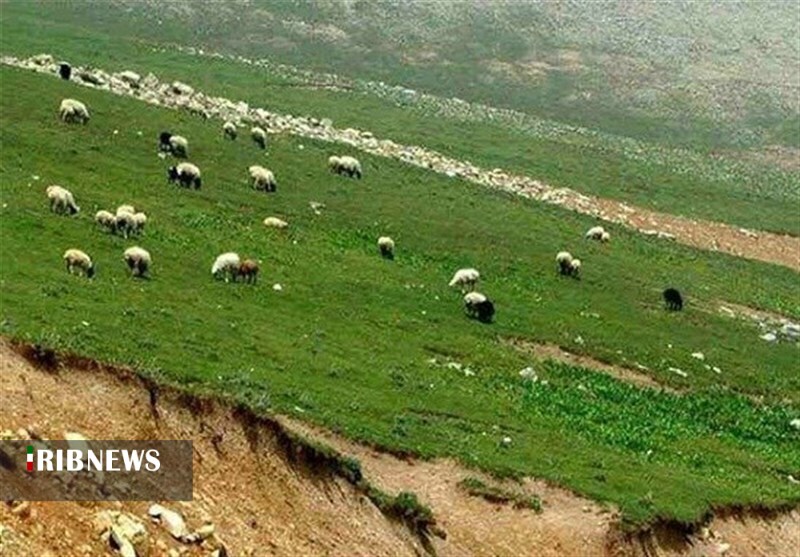 ۱۰۶ هزار هکتار از مراتع ممیزی در فاروج