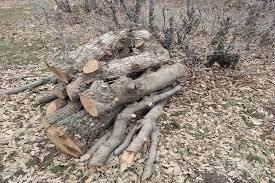 تشکیل ۳۸ پرونده تخلف برای متعرضان به منابع طبیعی باشت