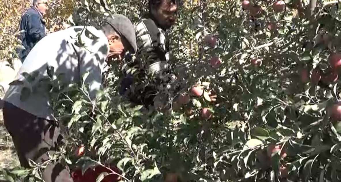 برداشت سیب از باغ های طالقان