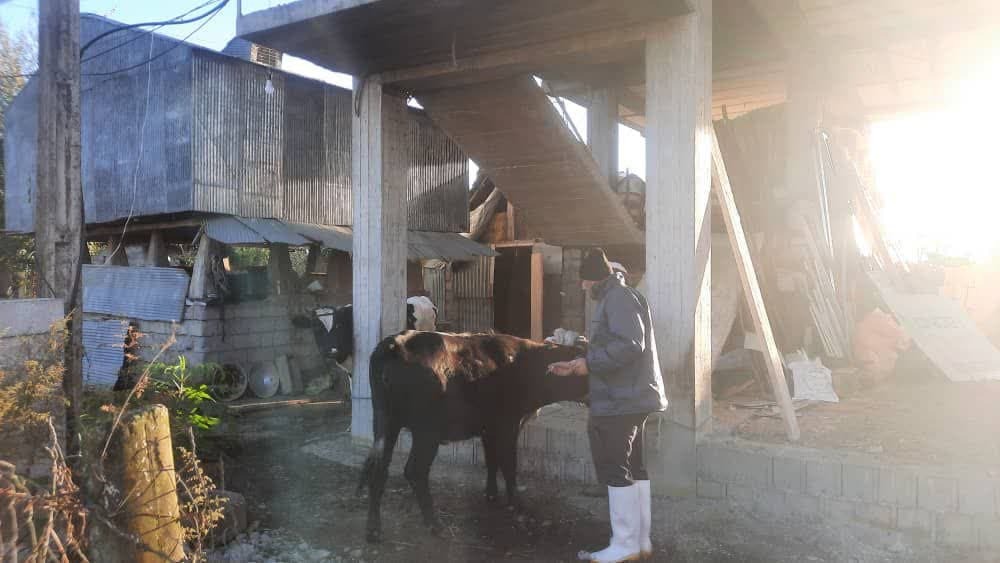 خدمات رایگان دامپزشکی در روستا‌های گیلان