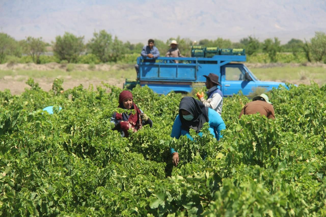 کشمش خلیل‌آباد در دو راهی شکوفایی یا بحران