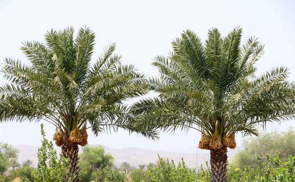 شهرستان کارون قطب تولید خرما در خوزستان