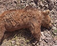 جریمه شکارچی خرس قهوه‌ای در کلیبر