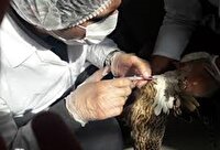 اجرای طرح ملی پایش سرمی آنفلوانزای فوق حاد پرندگان در کهگیلویه وبویراحمد