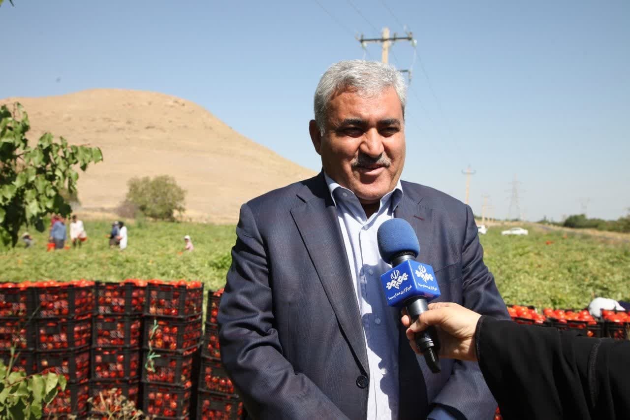 برداشت گوجه فرنگی از مزارع آذربایجانغربی آغاز شد برداشت گوجه فرنگی از مزارع آذربایجانغربی آغاز شد