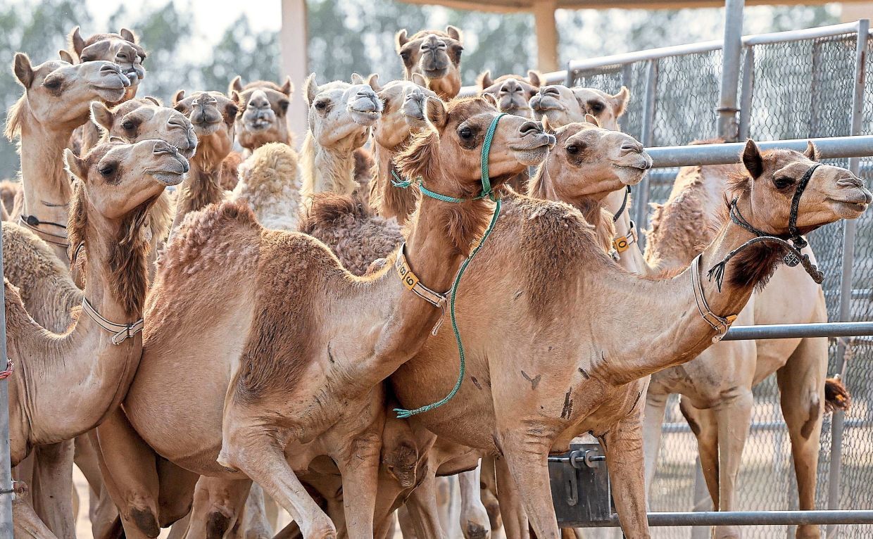 پرورش بیش از ۶ هزار شتر در خوزستان