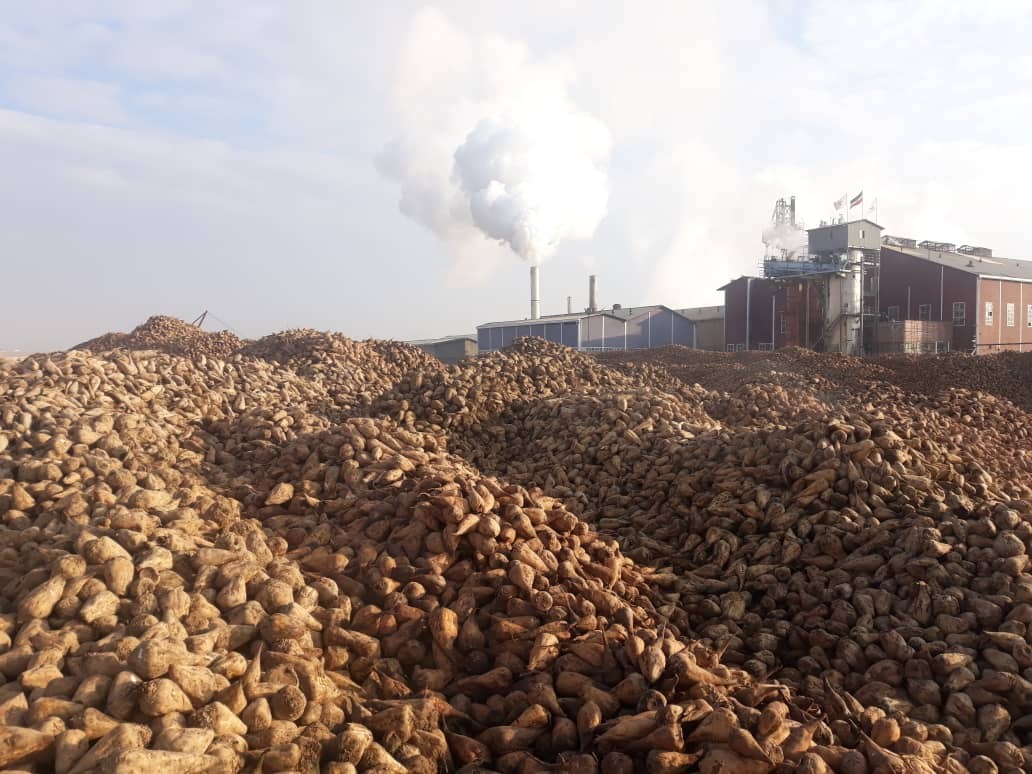 پیشبینی برداشت ۲۶۱ هزار تن چغندرقنددر میاندوآب پیشبینی برداشت ۲۶۱ هزار تن چغندرقنددر میاندوآب